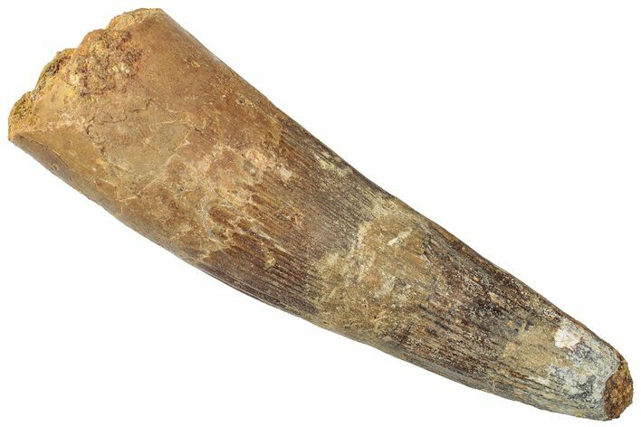 Real Spinosaurus Tooth - Huge Dinosaur Tooth #307998